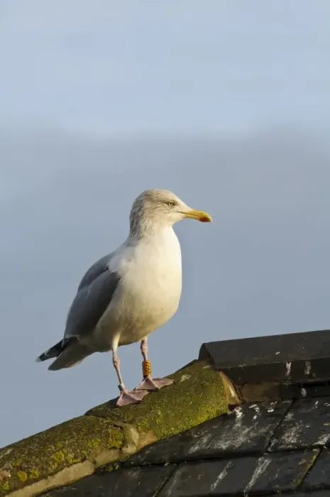 Framed Print : Herring Gull (Larus argentatus) adult, non-breeding plumage, with coloured ring on leg Framed Print : Herring Gull (Larus argentatus) adult, non-breeding plumage, with coloured ring on leg