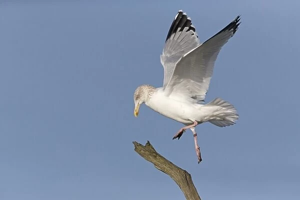 Herring Gull (Larus argentatus) adult, non-breeding plumage, in flight, landing on branch, Suffolk, England, December