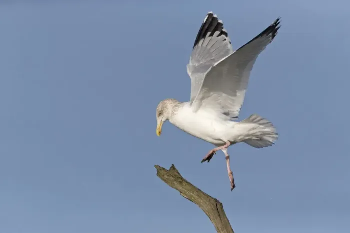 Framed Print : Herring Gull (Larus argentatus) adult, non-breeding plumage, in flight, landing on branch, Suffolk, England, December Framed Print : Herring Gull (Larus argentatus) adult, non-breeding plumage, in flight, landing on branch, Suffolk, England, December
