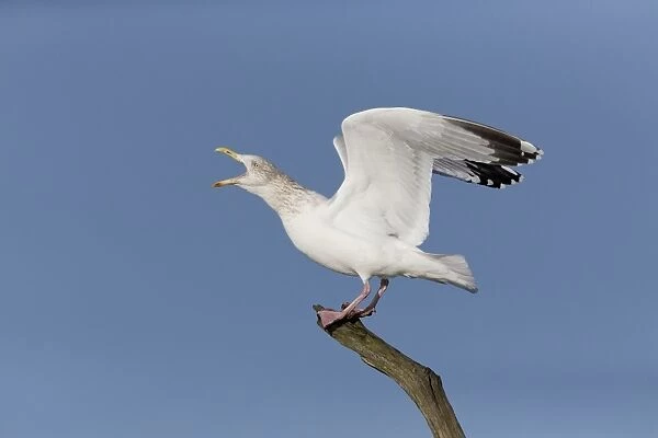 Herring Gull (Larus argentatus) adult, non-breeding plumage, calling, standing on branch with raised wings, Suffolk
