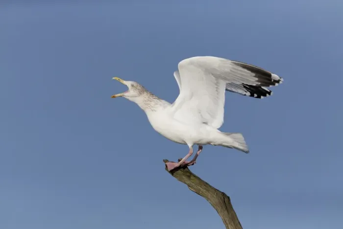 Framed Print : Herring Gull (Larus argentatus) adult, non-breeding plumage, calling, standing on branch with raised wings, Suffolk Framed Print : Herring Gull (Larus argentatus) adult, non-breeding plumage, calling, standing on branch with raised wings, Suffolk