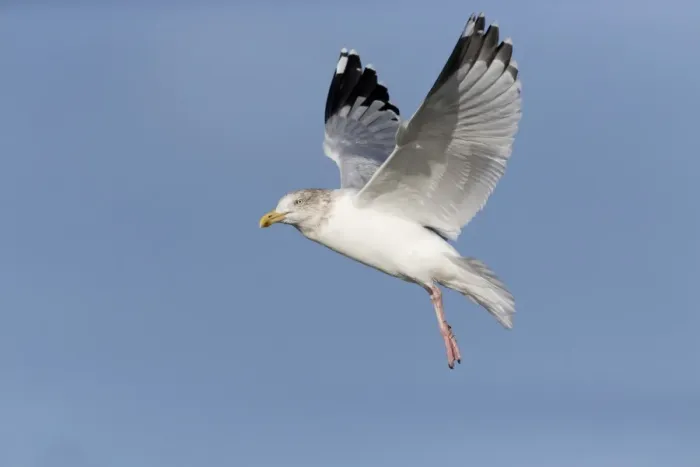 Framed Print : Herring Gull (Larus argentatus) adult, non-breeding plumage, in flight, Suffolk, England, December