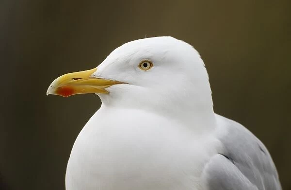 Herring Gull (Larus argentatus) adult, breeding plumage, close-up of head, Sussex, England, March