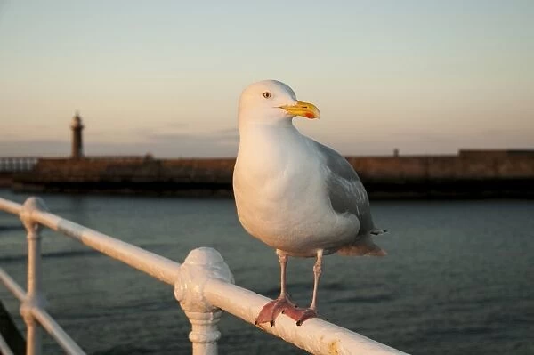 Herring Gull (Larus argentatus) adult, breeding plumage, standing on railings of pier at sunset