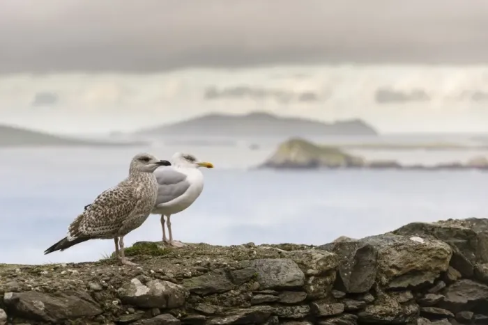 Framed Print : Herring Gull (Larus argentatus) adult, non-breeding plumage, and juvenile, standing on coastal wall, Slea Head Framed Print : Herring Gull (Larus argentatus) adult, non-breeding plumage, and juvenile, standing on coastal wall, Slea Head