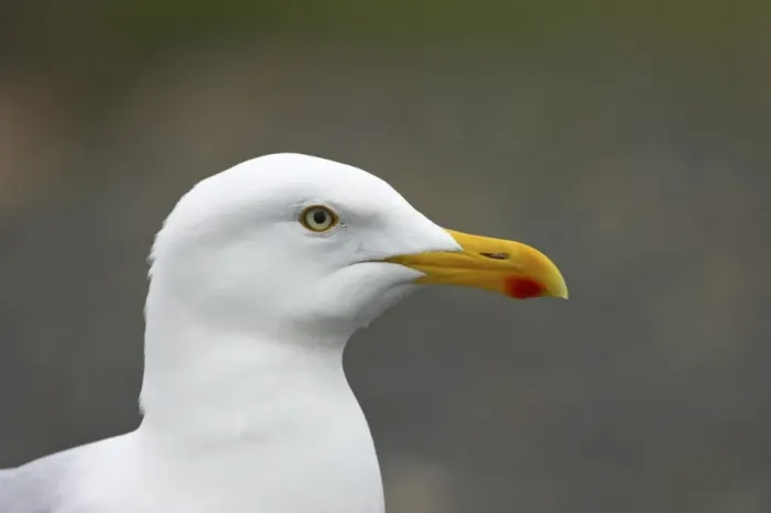 Framed Print : Herring Gull (Larus argentatus) adult, summer plumage, close-up of head, Mainland, Shetland Islands, Scotland Framed Print : Herring Gull (Larus argentatus) adult, summer plumage, close-up of head, Mainland, Shetland Islands, Scotland
