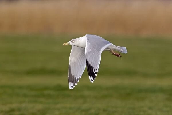 Herring Gull (Larus argentatus) adult, winter plumage, in flight, Suffolk, England, january