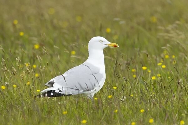 Herring Gull (Larus argentatus) adult, summer plumage, standing in meadow, Shetland Islands, Scotland, June