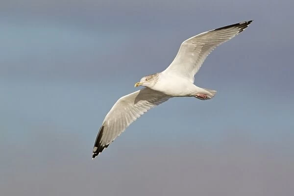 Herring Gull (Larus argentatus) adult, winter plumage, in flight, Suffolk, England, November