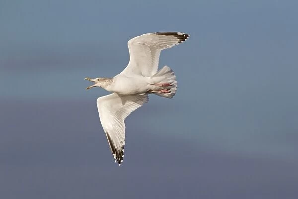 Herring Gull (Larus argentatus) adult, winter plumage, calling in flight, Suffolk, England, November