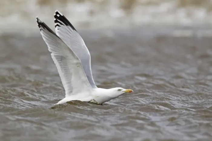 Framed Print : Herring Gull (Larus argentatus) adult, breeding plumage, taking off from pond, Suffolk, England, March Framed Print : Herring Gull (Larus argentatus) adult, breeding plumage, taking off from pond, Suffolk, England, March