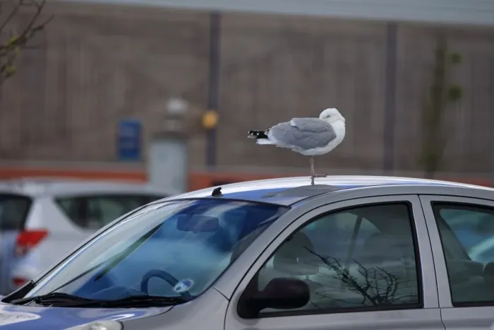 Framed Print : Herring Gull (Larus argentatus) adult, breeding plumage, roosting on car roof, Dorset, England, May Framed Print : Herring Gull (Larus argentatus) adult, breeding plumage, roosting on car roof, Dorset, England, May