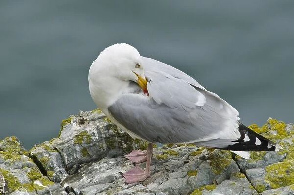 Herring Gull (Larus argentatus) adult, breeding plumage, preening, standing on lichen covered rocks
