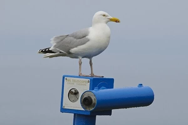 Herring Gull (Larus argentatus) adult, breeding plumage, standing on top of pay telescope