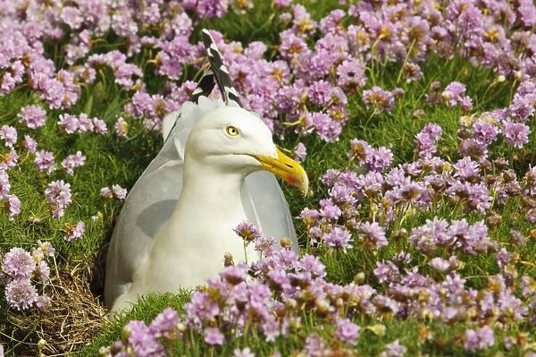 Herring Gull (Larus argentatus) adult, breeding plumage, sitting on nest amongst flowering Thrift (Armeria maritima)