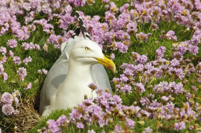 Framed Print : Herring Gull (Larus argentatus) adult, breeding plumage, sitting on nest amongst flowering Thrift (Armeria maritima) Framed Print : Herring Gull (Larus argentatus) adult, breeding plumage, sitting on nest amongst flowering Thrift (Armeria maritima)