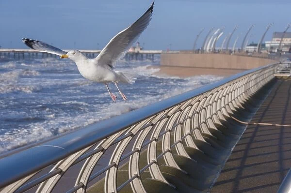 Herring Gull (Larus argentatus) adult, non-breeding plumage, in flight, taking off from promenade with stormy sea in