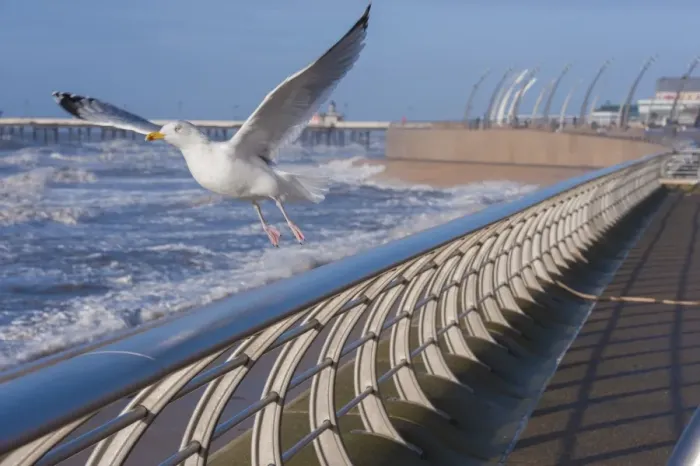 Framed Print : Herring Gull (Larus argentatus) adult, non-breeding plumage, in flight, taking off from promenade with stormy sea in Framed Print : Herring Gull (Larus argentatus) adult, non-breeding plumage, in flight, taking off from promenade with stormy sea in