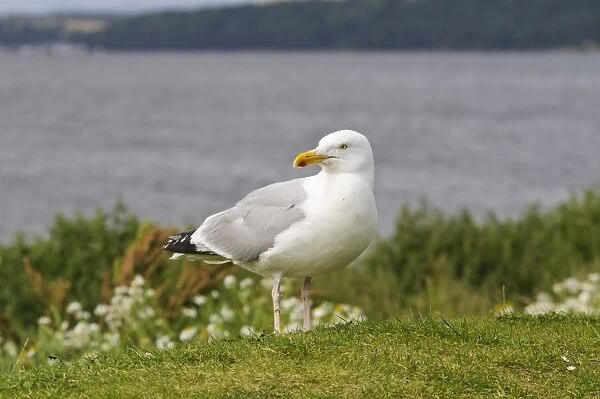 Herring Gull (Larus argentatus) adult, summer plumage, standing near coast, Chanonry Point, Chanonry Ness, Black Isle