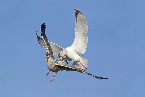 Herring Gull (Larus argentatus) adult, winter plumage, attacking juvenile in flight, Suffolk, England, December