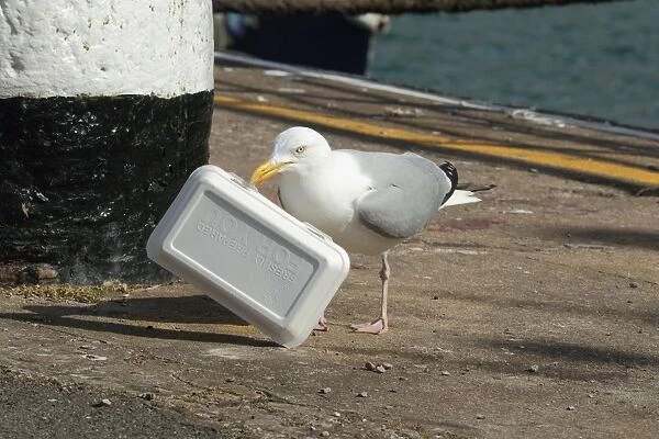 Herring Gull (Larus argentatus) adult, summer plumage, with polystyrene take-away food packaging in beak