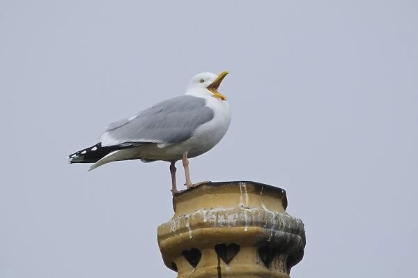 Herring Gull (Larus argentatus) adult, breeding plumage, yawning, standing on chimney pot, Chanonry Point