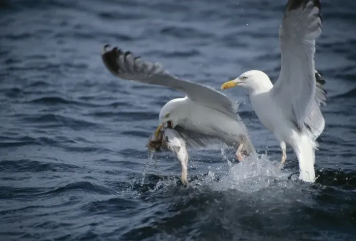 Framed Print : Herring Gull (Larus argentatus) two adults, summer plumage, in flight, taking off from water with fish in beak, North Sea Framed Print : Herring Gull (Larus argentatus) two adults, summer plumage, in flight, taking off from water with fish in beak, North Sea