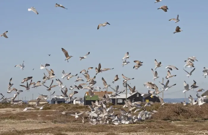 Framed Print : Herring Gull (Larus argentatus) adults and immatures, flock in feeding frenzy, Dungeness, Kent, England Framed Print : Herring Gull (Larus argentatus) adults and immatures, flock in feeding frenzy, Dungeness, Kent, England