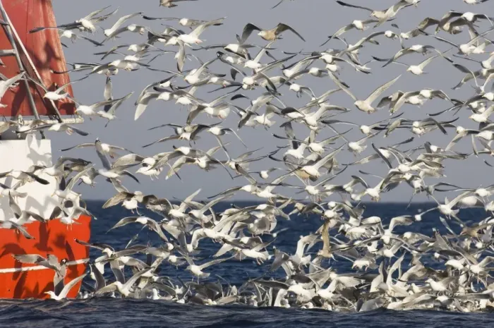 Framed Print : Herring Gull (Larus argentatus) flock, following fishing trawler at sea, Varanger Fjord, Northern Norway, march