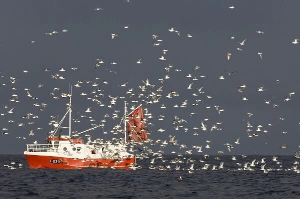 Herring Gull (Larus argentatus) flock, following fishing trawler at sea, Varanger Fjord, Northern Norway, march