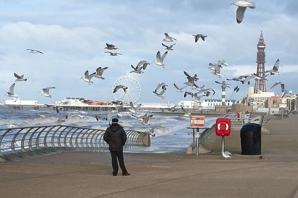 Herring Gull (Larus argentatus) flock, in flight, being fed by man on promenade in seaside resort town, Blackpool Tower in background, Blackpool, Lancashire, England, january