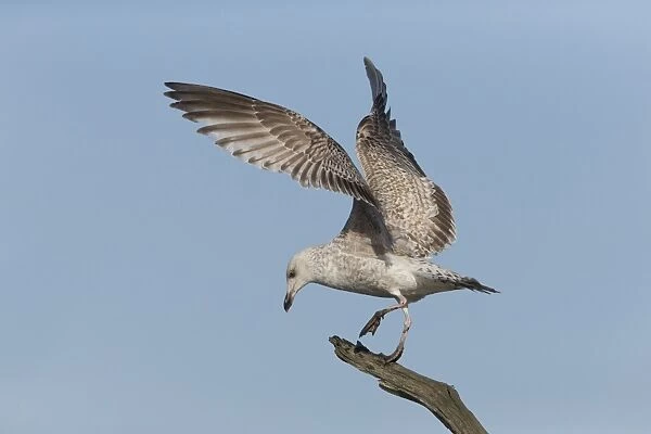 Herring Gull (Larus argentatus) immature, balancing on tree branch, Suffolk, England, February