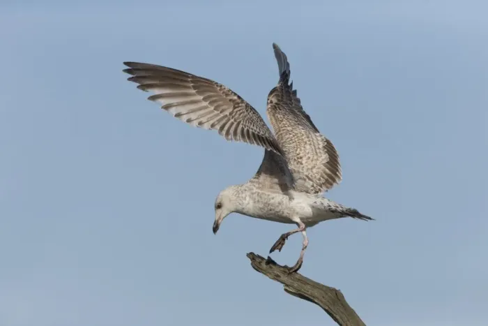 Framed Print : Herring Gull (Larus argentatus) immature, balancing on tree branch, Suffolk, England, February Framed Print : Herring Gull (Larus argentatus) immature, balancing on tree branch, Suffolk, England, February