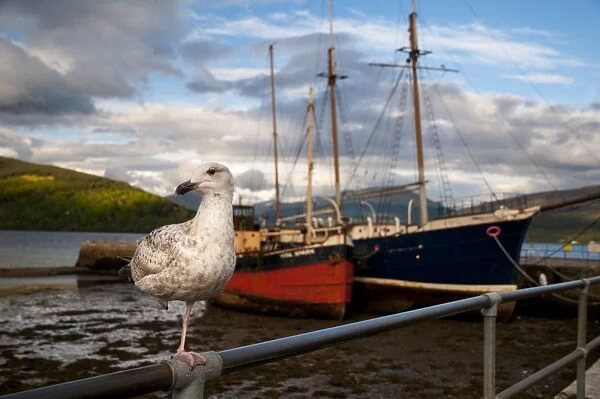 Herring Gull (Larus argentatus) juvenile, first winter plumage, standing on one leg, on railings in harbour, Inveraray