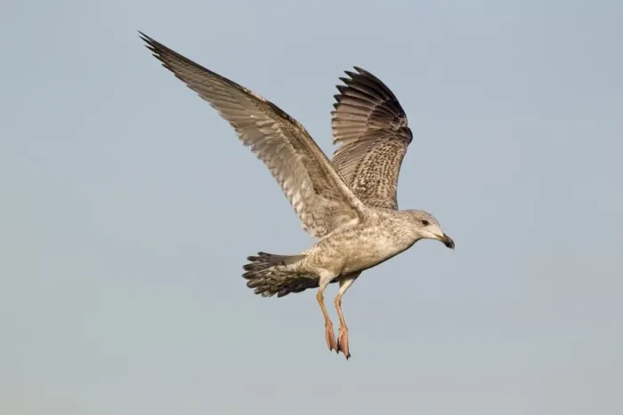 Framed Print : Herring Gull (Larus argentatus) juvenile, first winter plumage, in flight, Suffolk, England, january Framed Print : Herring Gull (Larus argentatus) juvenile, first winter plumage, in flight, Suffolk, England, january