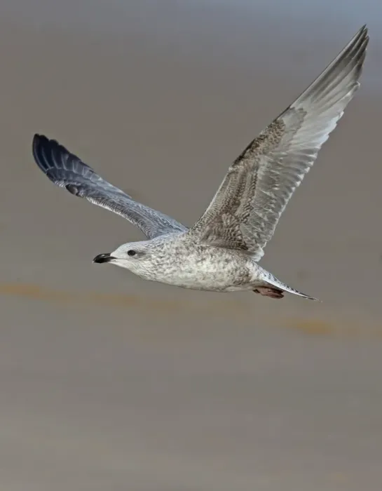 Framed Print : Herring Gull (Larus argentatus) juvenile, first winter plumage, in flight over beach, Norfolk, England, November Framed Print : Herring Gull (Larus argentatus) juvenile, first winter plumage, in flight over beach, Norfolk, England, November