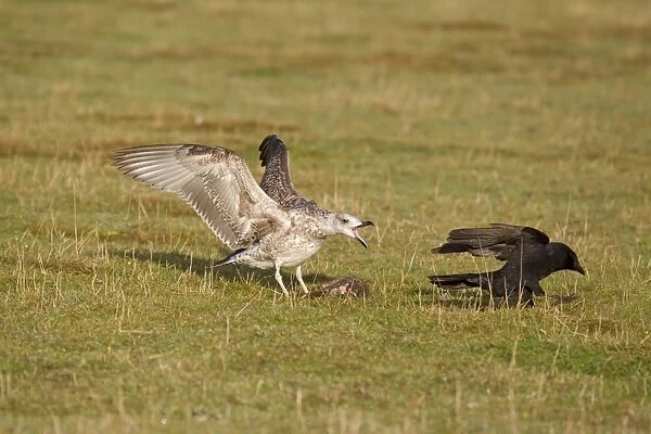 Herring Gull (Larus argentatus) juvenile, chasing Carrion Crow (Corvus corone) adult