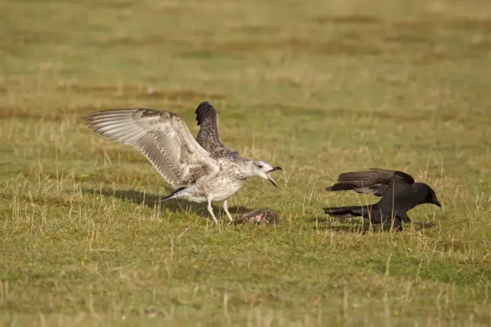 Framed Print : Herring Gull (Larus argentatus) juvenile, chasing Carrion Crow (Corvus corone) adult