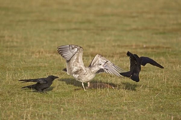 Herring Gull (Larus argentatus) juvenile, chasing Carrion Crow (Corvus corone) two adults