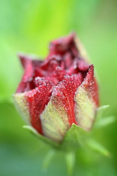 Hibiscus (Hibiscus sp. ) dewdrops on flowerbud