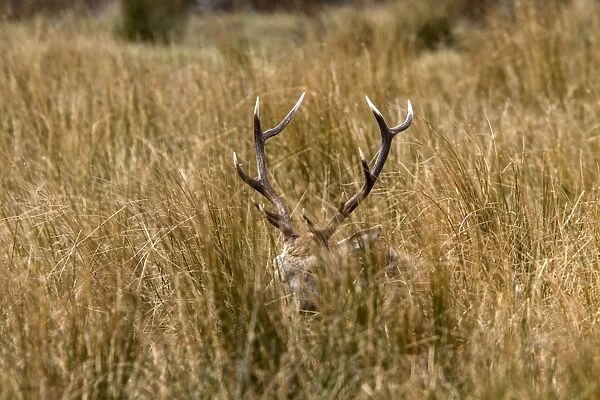 Hiding in the long grass a Red Deer stag with its antlers just showing
