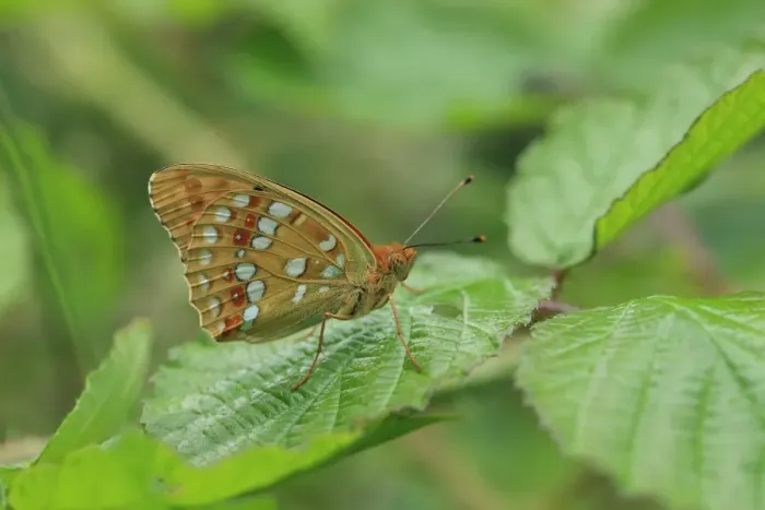 Framed Print : High Brown Fritillary (Argynnis adippe) adult, resting on leaf, Hautes-Pyrenees, Midi-Pyrenees, France, June