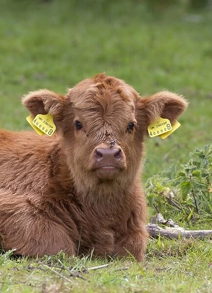 Highland calf with two-piece ear tags