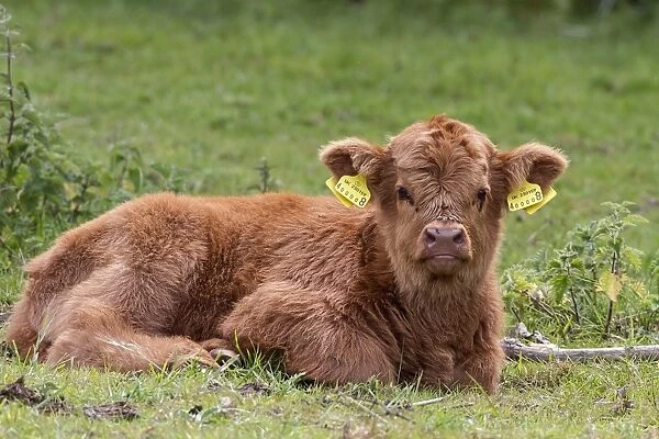 Highland calf with two-piece ear tags