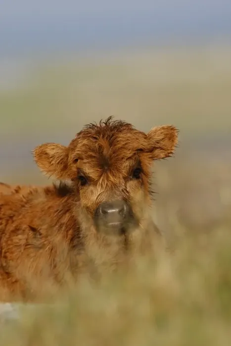 Framed Print : Highland Cattle, calf, close-up of head, The Uists, Outer Hebrides, Scotland Framed Print : Highland Cattle, calf, close-up of head, The Uists, Outer Hebrides, Scotland