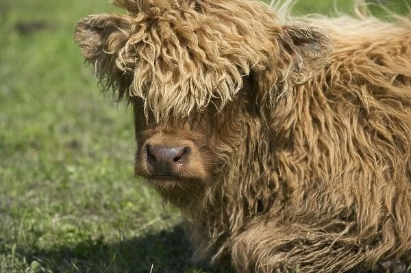 Highland Cattle, calf, close-up of head, resting in pasture, Sweden, may