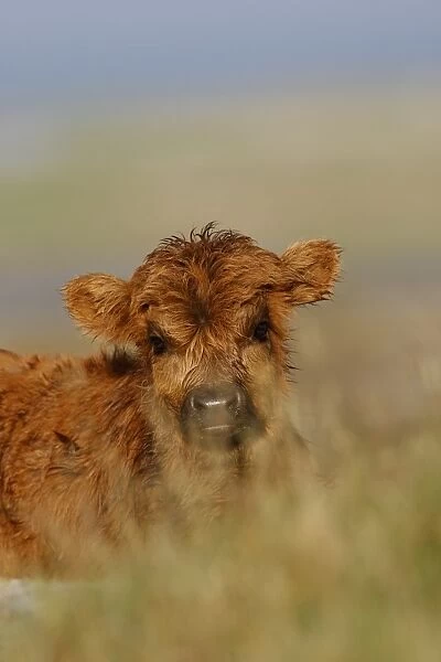 Highland Cattle, calf, close-up of head, The Uists, Outer Hebrides, Scotland