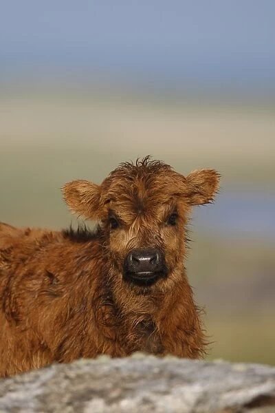 Highland Cattle, calf, close-up of head, The Uists, Outer Hebrides, Scotland