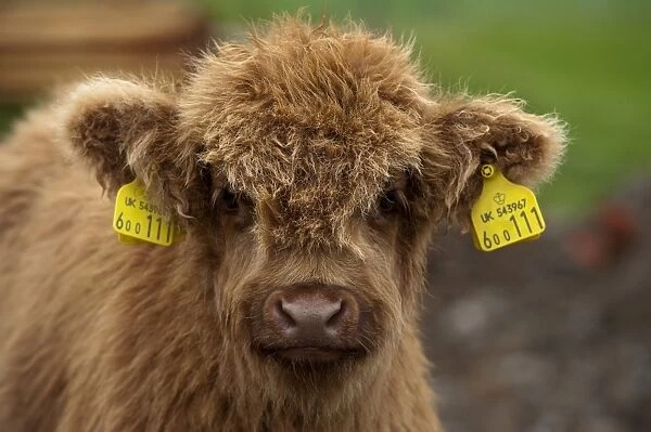 Highland Cattle, calf, with ear tags, close-up of head, Perthshire, Scotland