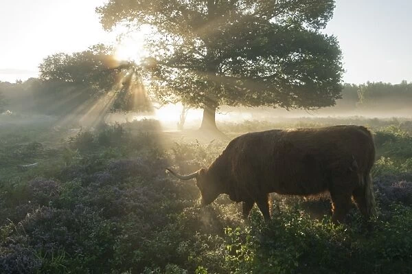 Highland Cattle, cow, backlit, grazing in lowland heathland habitat at dawn, Hothfield Heathlands, Kent, England